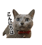 ロシアンブルーねこ「さくら」実写スタンプ（個別スタンプ：2）