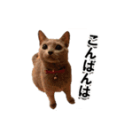 ロシアンブルーねこ「さくら」実写スタンプ（個別スタンプ：3）
