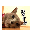 ロシアンブルーねこ「さくら」実写スタンプ（個別スタンプ：4）