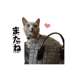ロシアンブルーねこ「さくら」実写スタンプ（個別スタンプ：5）