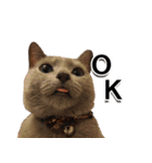 ロシアンブルーねこ「さくら」実写スタンプ（個別スタンプ：6）