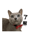 ロシアンブルーねこ「さくら」実写スタンプ（個別スタンプ：8）