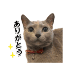 ロシアンブルーねこ「さくら」実写スタンプ（個別スタンプ：9）
