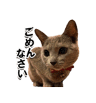 ロシアンブルーねこ「さくら」実写スタンプ（個別スタンプ：10）