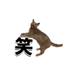 ロシアンブルーねこ「さくら」実写スタンプ（個別スタンプ：11）
