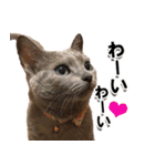 ロシアンブルーねこ「さくら」実写スタンプ（個別スタンプ：12）