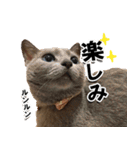 ロシアンブルーねこ「さくら」実写スタンプ（個別スタンプ：13）