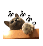ロシアンブルーねこ「さくら」実写スタンプ（個別スタンプ：14）