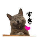 ロシアンブルーねこ「さくら」実写スタンプ（個別スタンプ：15）