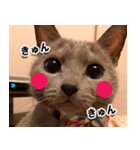 ロシアンブルーねこ「さくら」実写スタンプ（個別スタンプ：16）