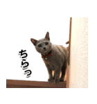 ロシアンブルーねこ「さくら」実写スタンプ（個別スタンプ：17）