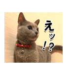 ロシアンブルーねこ「さくら」実写スタンプ（個別スタンプ：19）