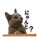 ロシアンブルーねこ「さくら」実写スタンプ（個別スタンプ：20）