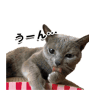 ロシアンブルーねこ「さくら」実写スタンプ（個別スタンプ：21）
