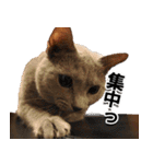 ロシアンブルーねこ「さくら」実写スタンプ（個別スタンプ：23）