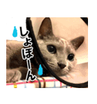 ロシアンブルーねこ「さくら」実写スタンプ（個別スタンプ：24）