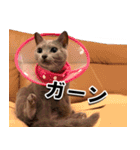 ロシアンブルーねこ「さくら」実写スタンプ（個別スタンプ：25）