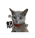ロシアンブルーねこ「さくら」実写スタンプ（個別スタンプ：27）