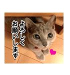 ロシアンブルーねこ「さくら」実写スタンプ（個別スタンプ：28）