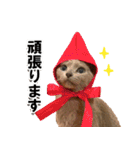 ロシアンブルーねこ「さくら」実写スタンプ（個別スタンプ：29）