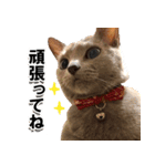 ロシアンブルーねこ「さくら」実写スタンプ（個別スタンプ：30）