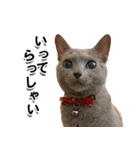 ロシアンブルーねこ「さくら」実写スタンプ（個別スタンプ：32）