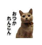 ロシアンブルーねこ「さくら」実写スタンプ（個別スタンプ：33）