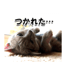 ロシアンブルーねこ「さくら」実写スタンプ（個別スタンプ：34）