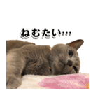 ロシアンブルーねこ「さくら」実写スタンプ（個別スタンプ：35）