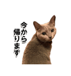 ロシアンブルーねこ「さくら」実写スタンプ（個別スタンプ：36）