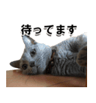 ロシアンブルーねこ「さくら」実写スタンプ（個別スタンプ：37）