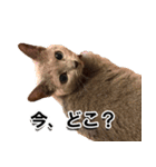 ロシアンブルーねこ「さくら」実写スタンプ（個別スタンプ：38）