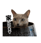 ロシアンブルーねこ「さくら」実写スタンプ（個別スタンプ：39）