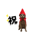 ロシアンブルーねこ「さくら」実写スタンプ（個別スタンプ：40）