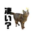 ムギワラのクレル（個別スタンプ：20）