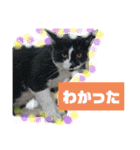 猫で簡単挨拶・返事  （デカ文字）（個別スタンプ：2）