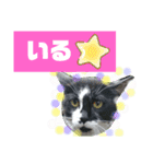 猫で簡単挨拶・返事  （デカ文字）（個別スタンプ：4）