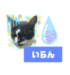 猫で簡単挨拶・返事  （デカ文字）（個別スタンプ：6）