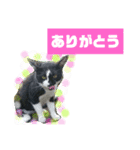猫で簡単挨拶・返事  （デカ文字）（個別スタンプ：8）