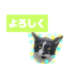 猫で簡単挨拶・返事  （デカ文字）（個別スタンプ：10）
