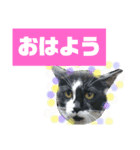 猫で簡単挨拶・返事  （デカ文字）（個別スタンプ：12）