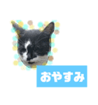 猫で簡単挨拶・返事  （デカ文字）（個別スタンプ：14）