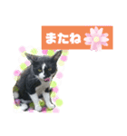 猫で簡単挨拶・返事  （デカ文字）（個別スタンプ：18）