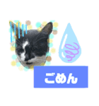猫で簡単挨拶・返事  （デカ文字）（個別スタンプ：20）