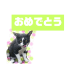 猫で簡単挨拶・返事  （デカ文字）（個別スタンプ：22）