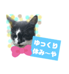 猫で簡単挨拶・返事  （デカ文字）（個別スタンプ：24）