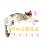 毎日使えるうちの子スタンプ第2段❣️（個別スタンプ：9）