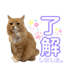 毎日使えるうちの子スタンプ第2段❣️（個別スタンプ：10）
