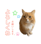 毎日使えるうちの子スタンプ第2段❣️（個別スタンプ：11）