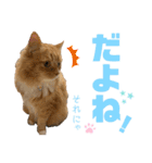 毎日使えるうちの子スタンプ第2段❣️（個別スタンプ：13）